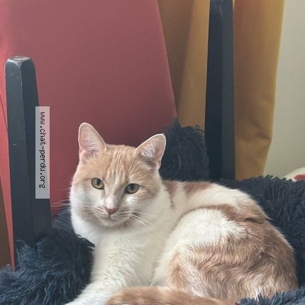 Photo de chat perdu à Carquefou