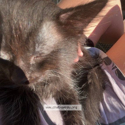 Photo 2/3 Minuit Chat perdu à Martigues