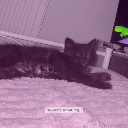 Photo 3/3 Minuit Chat perdu à Martigues