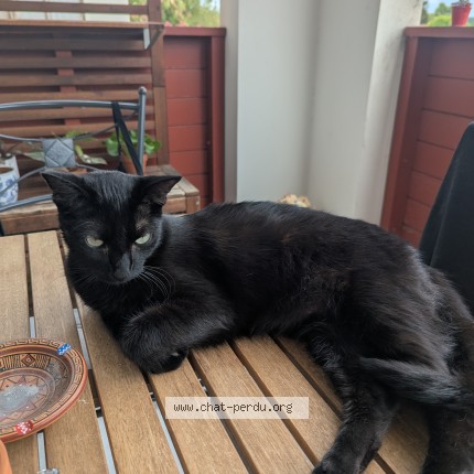 Photo de chat perdu à Ustaritz
