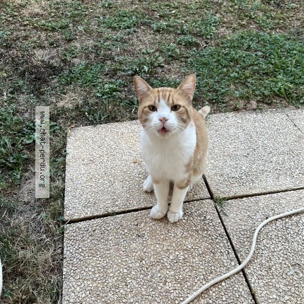 Photo 1/1 Chat trouvé Trouvé à Villefranche