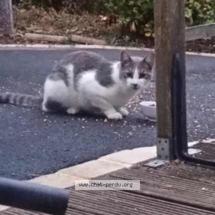 Photo de chat trouvé à Fougeres