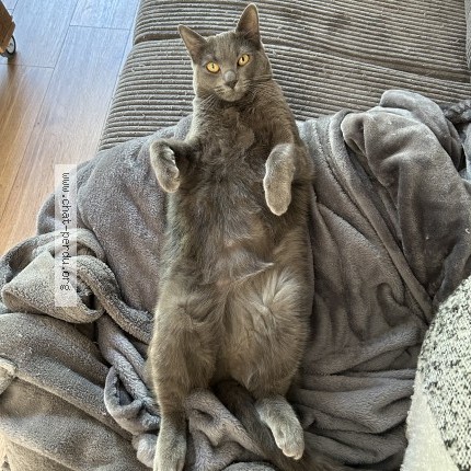 Photo de chat perdu à Villabe