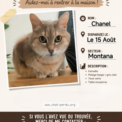 Photo de chat perdu à Cholet