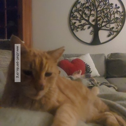 Photo de chat perdu à Maraussan