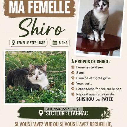Photo 1/1 shiro Chat perdu à Etagnac