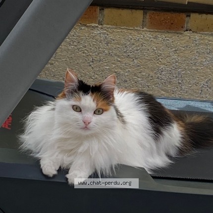 Photo 1/1 Luna Chat perdu à Rochecorbon