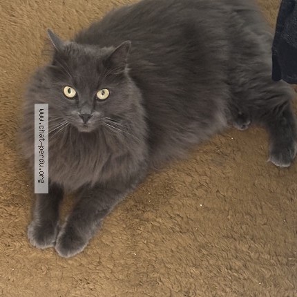 Photo de chat perdu à Avrainville