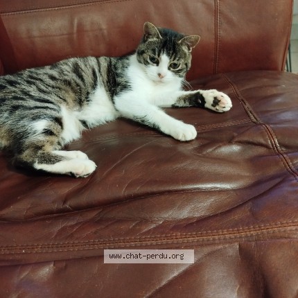 Photo de chat perdu à Morlaix
