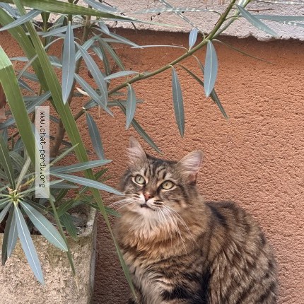 Photo de chat perdu à Lievin