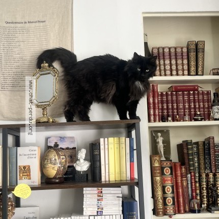 Photo de chat perdu à Nantes