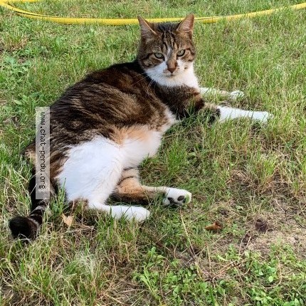 Photo de chat perdu à Ares