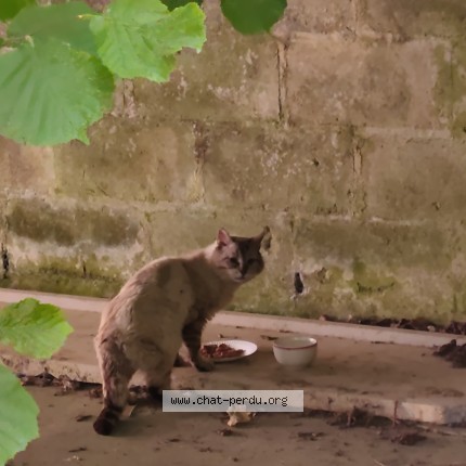 Photo de chat trouvé à Mezieres Sous Lavardin
