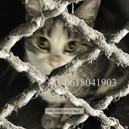 Photo 1/1 Chat trouvé Trouvé à Paris