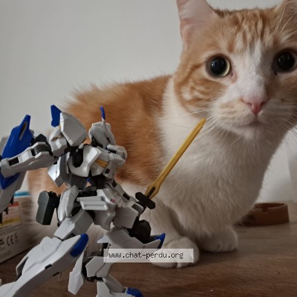 Photo de chat perdu à La Rochelle