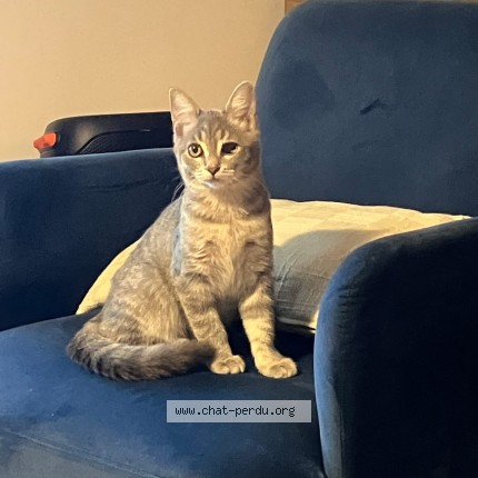 Photo de chat perdu à Pessac
