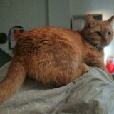 Horatio