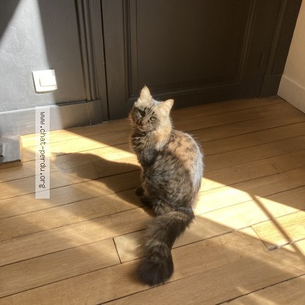 Photo de chat perdu à Noirmoutier En L Ile