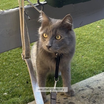 Photo de chat perdu à Valenton