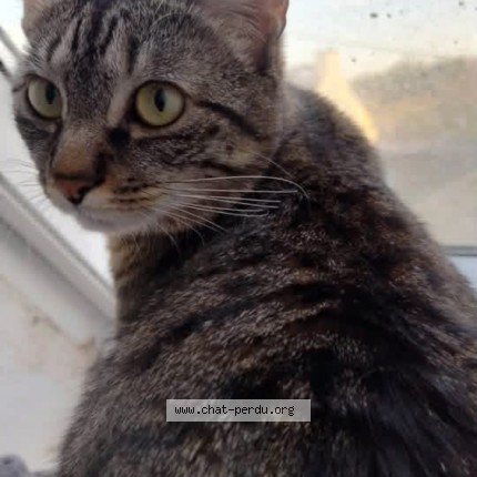 Photo de chat perdu à Quimper