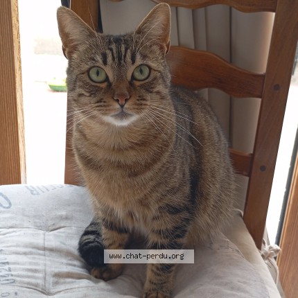 Photo 1/1 Fripouille Chat perdu à Torfou