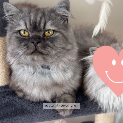 Photo de chat perdu à Loos En Gohelle