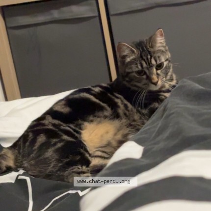 Photo de chat perdu à Noyon