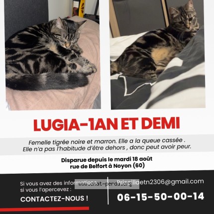 Photo 2/2 Lugia Chat perdu à Noyon