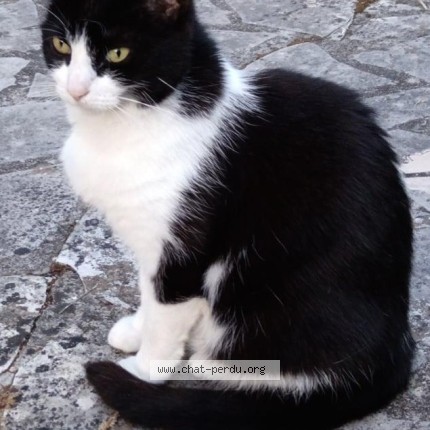 Photo de chat perdu à Saclay