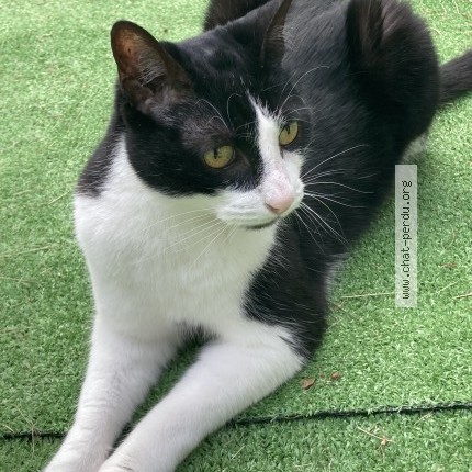 Photo 1/1 Choupette Chat perdu à Palluau Sur Indre
