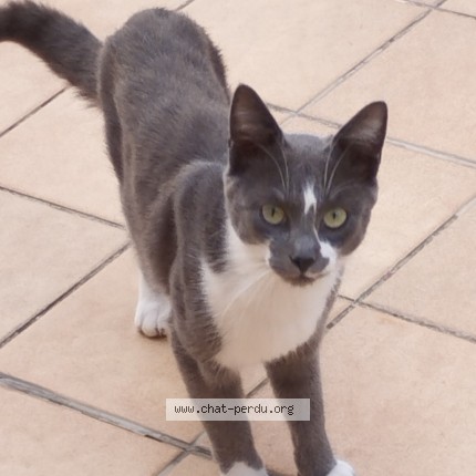 Photo 1/1 Chat trouvé Trouvé à Barbezieux Saint Hilaire