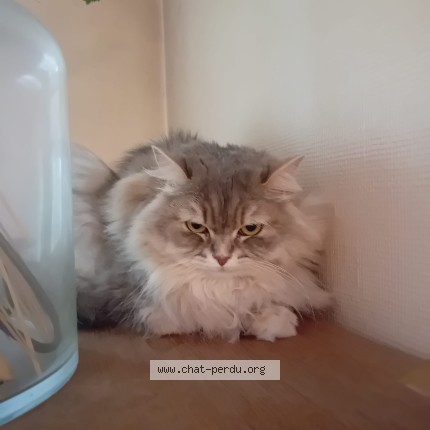 Photo de chat perdu à Cachan
