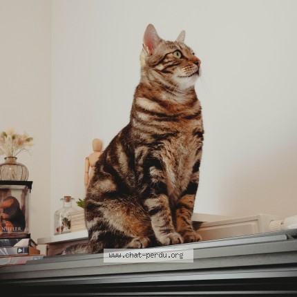 Photo de chat perdu à Villeneuve D Ascq