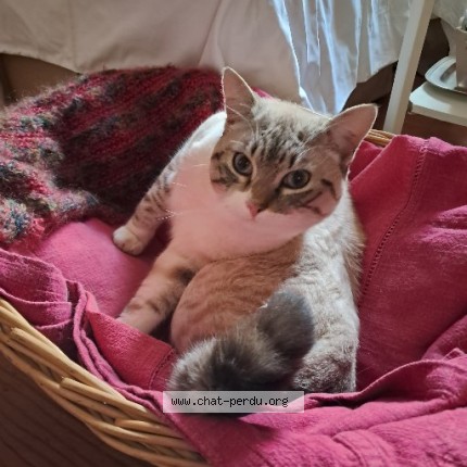 Photo de chat perdu à La Sauvetat De Saveres