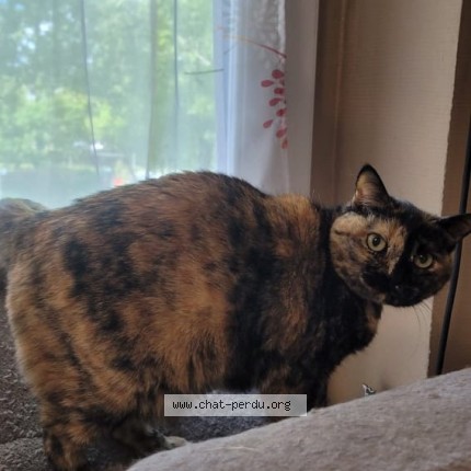 Photo de chat perdu à Epinay Sur Seine