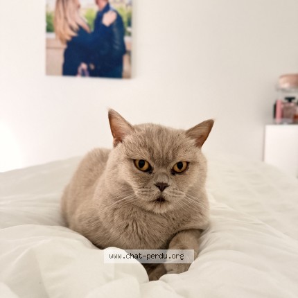 Photo de chat perdu à Alfortville