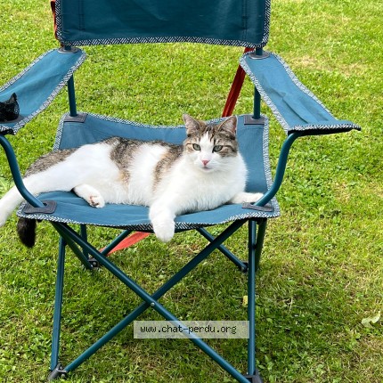 Photo de chat perdu à Montbeliard