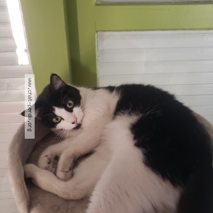 Photo de chat perdu à Cergy 95
