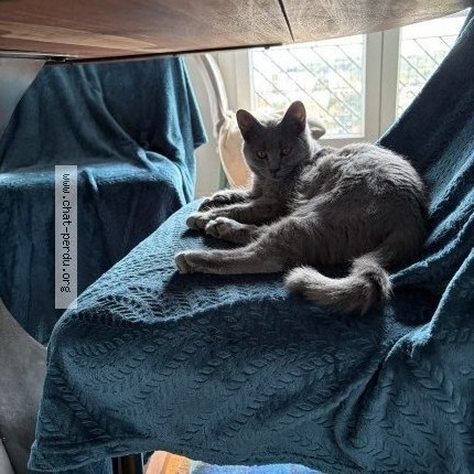Photo 1/1 altesse Chat perdu à Saint Genis Laval