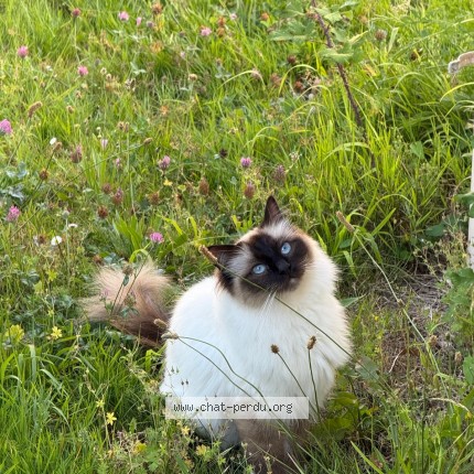 Photo 1/1 yoda Chat perdu à Suce Sur Erdre