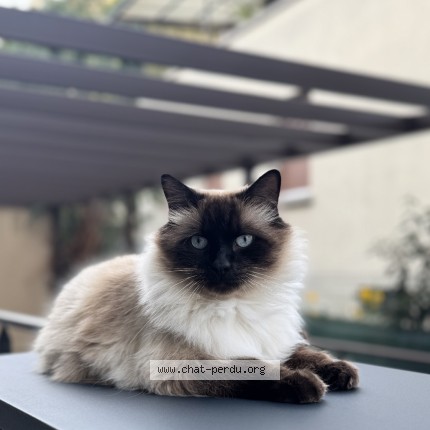 Photo 1/1 Snook Chat perdu à Eschau