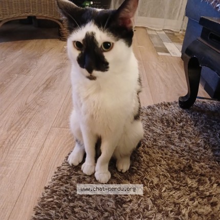 Photo de chat perdu à 95220 Herblay Indiquez Au Preal