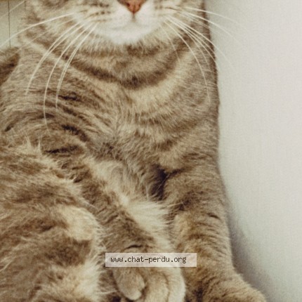 Photo de chat perdu à Cannes La Bocca