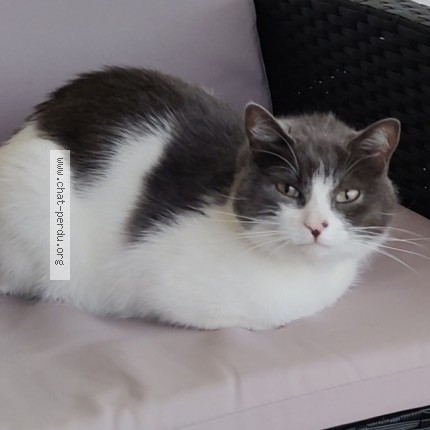 Photo de chat perdu à Meysse