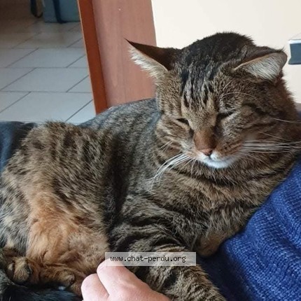 Photo 2/2 Chat retrouvé Perdu à Aix En Othe