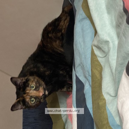 Photo de chat perdu à Le Cellier