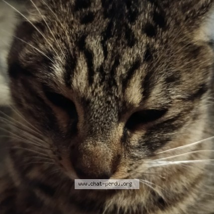 Photo de chat perdu à Saint Laurent D Aigouze