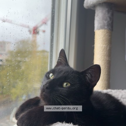 Photo de chat perdu à Nantes