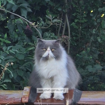 Photo 1/1 Ugo Chat perdu à Woluwe Saint Pierre