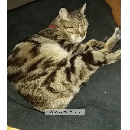 Photo de chat perdu à Sete